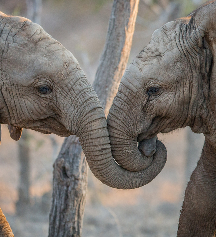 Simbavati Safari Lodges Wildlife 27